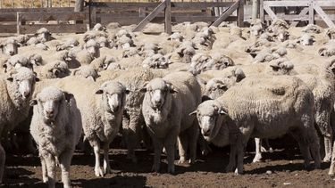 Producción ovina: Senasa estableció nuevas condiciones de rotulado para los inyectables formulados con avermectinas y milbemicinas.