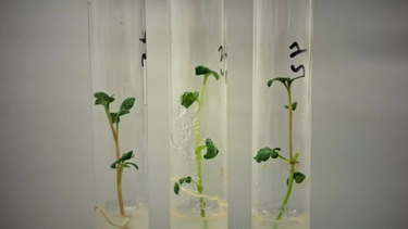 Cultivos sustentables, una línea de investigación vital para la optimización del riego. (INTA Balcarce)