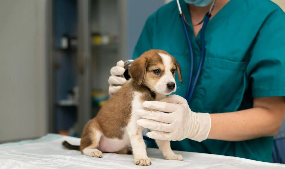 Las prepagas advirtieron que en los hogares argentinos más mascotas que menores de 18 años.