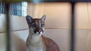 El puma fue trasladado para estudios y luego será enviado a un lugar acorde a su naturaleza. - El Mensajero de la Costa -