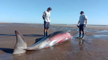 Un ejemplar de zifio, mamífero marino del que poco se conoce, apareció en las costas de San Clemente del Tuyú. (Fundación Mundo Marino)
