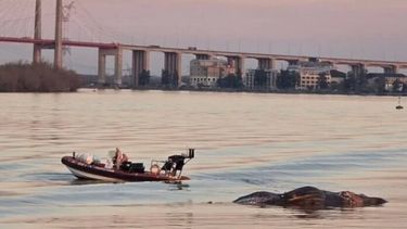 La ballena muerta debajo del puente de Zárate.