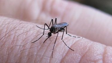 El dengue en la mira.