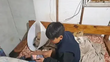 Teodoro, el perro atacado en Miramar.