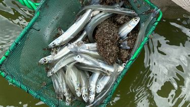 El pejerrey, especie que se encuentra en todas las lagunas de la provincia de Buenos Aires.&nbsp;