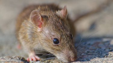 hantavirus: invisible y letal