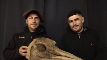 Damián Crispien y Pablo Silva con el cráneo del delfín que hallaron en una madrugada de pesca en el riacho Baradero. (Museo Paleontológico de San Pedro)