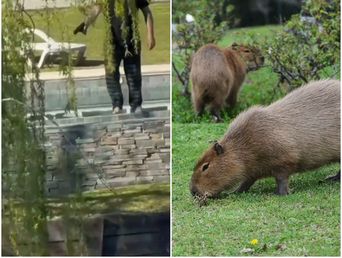 un hombre le disparo a un grupo de carpinchos en nordelta: lo denunciaron por maltrato animal