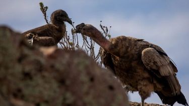 Concurso para bautizar al cóndor andino nacido en el Bioparque de Olavarría. - InfoEme -