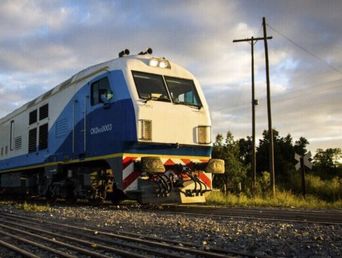 Perros y gatos podrán viajar en los trenes de larga distancia.