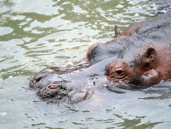 El hipopótamo Hipólito falleció este viernes 6 de febrero. El hipopótamo Hipólito falleció este viernes 6 de febrero.