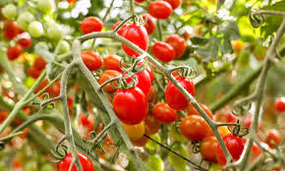 Los tomates cherry no requieren muchos cuidados.