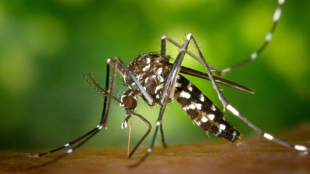 Los mosquitos de la especie Aedes aegypti son vectores de los virus del dengue, la fiebre amarilla, fiebre chikunguña y el zika.