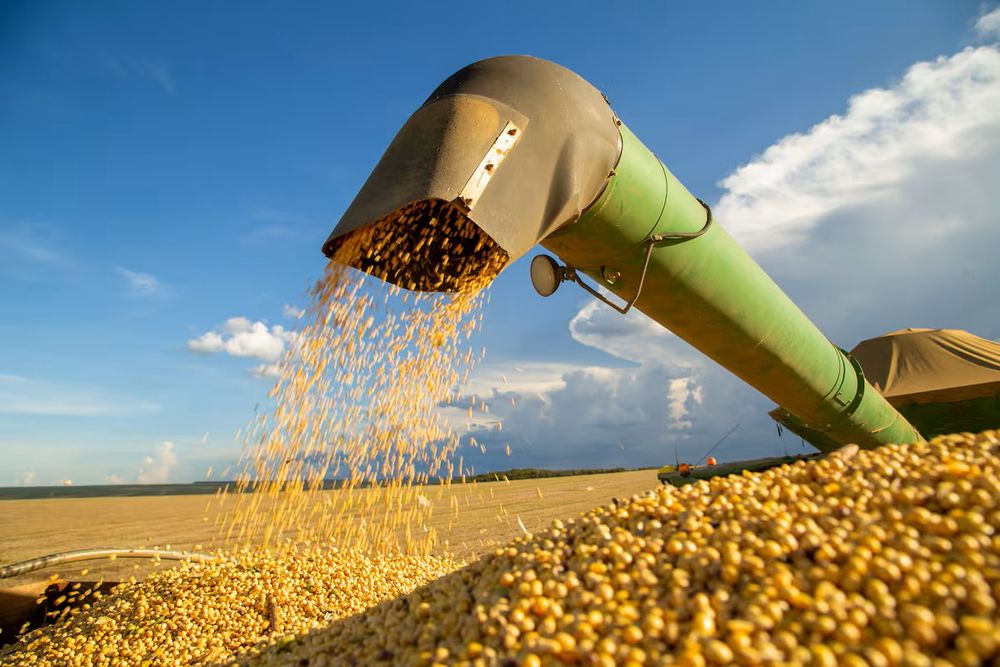 El Gobierno busca “poner fin a la informalidad” en el mercado de semillas.