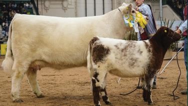 Leave Blancanieves, la vaca campeona de Trenque Lauquen.